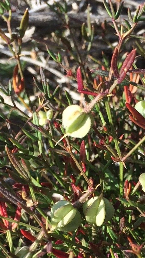 Fagonia cretica fruit