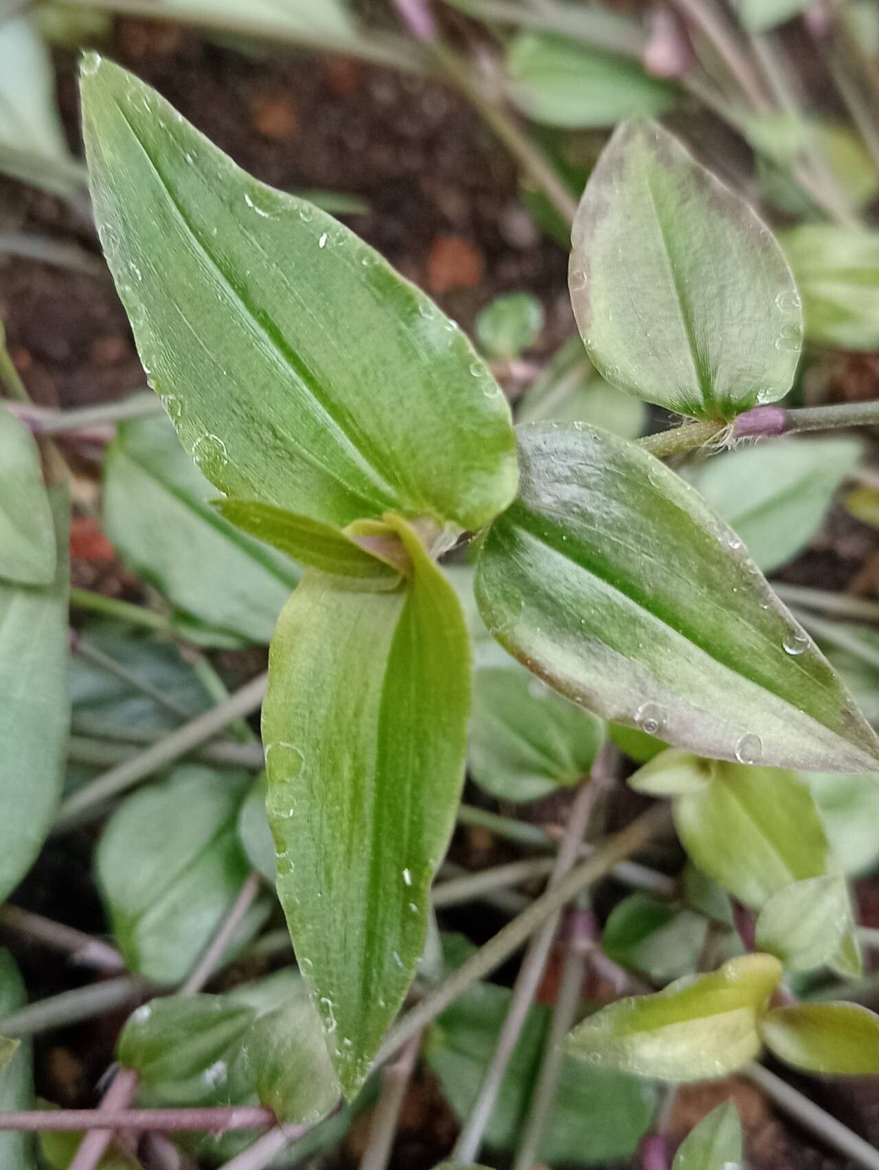 Gibasis pulchella — related species from the same genus