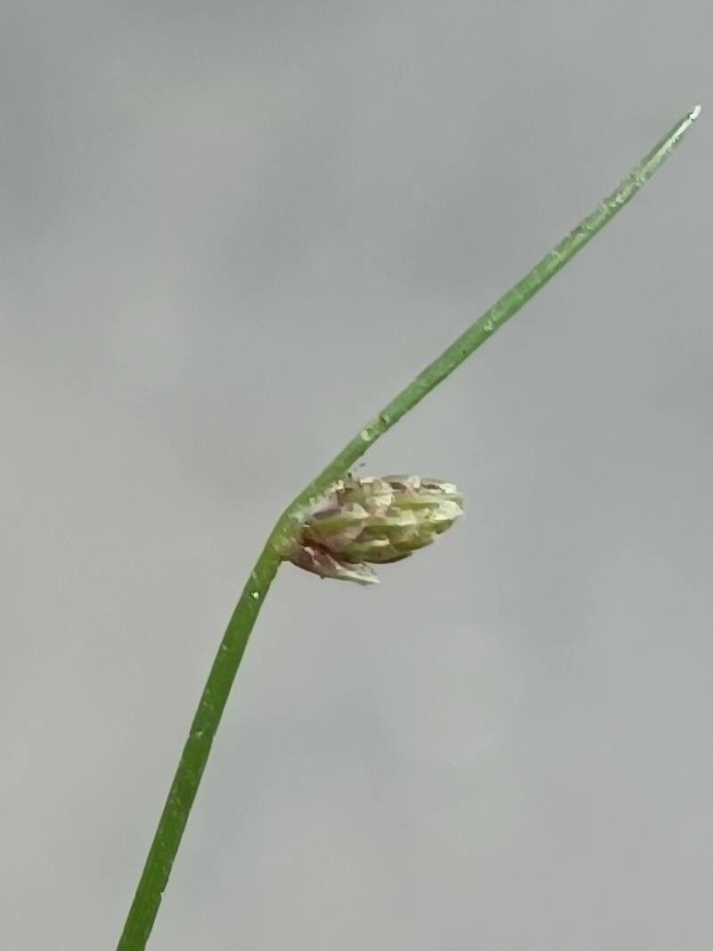 Isolepis setacea flower
