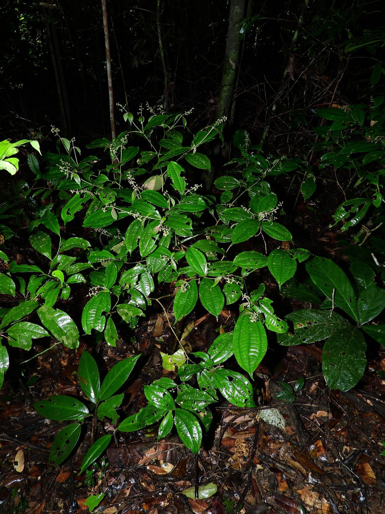 Miconia aliquantula habit