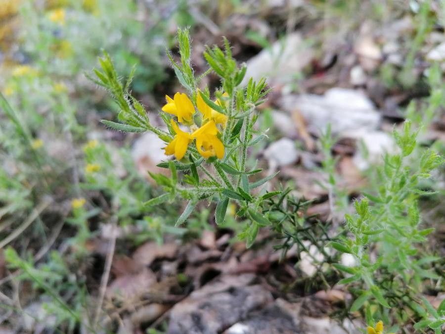 Genista hispanica flower
