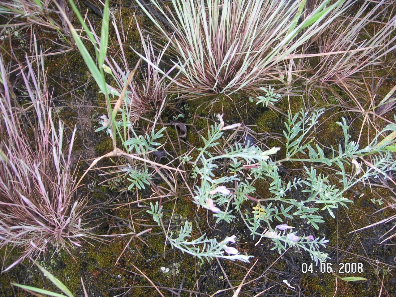 Astragalus arenarius — houseplant care guide