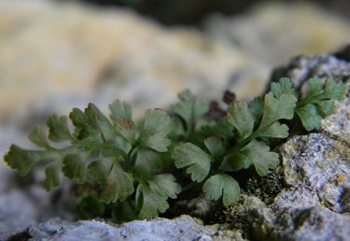 Asplenium lepidum leaf