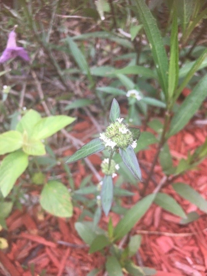 Spermacoce glabra flower