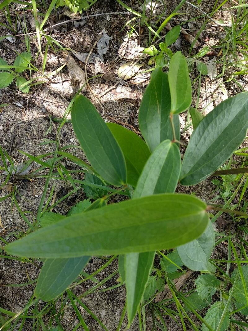 Smilax laurifolia leaf