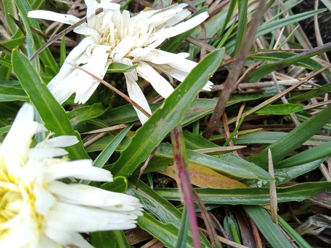 Hypochaeris taraxacoides leaf
