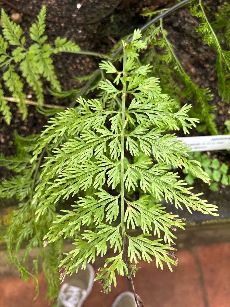 Asplenium viviparioides — houseplant care guide