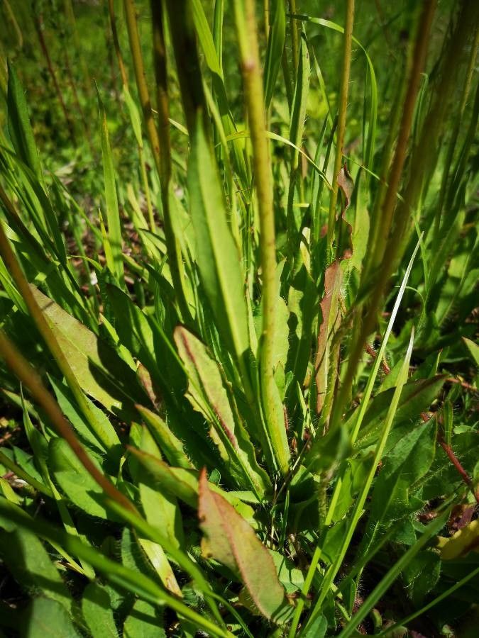 Pilosella caespitosa