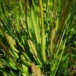 Pilosella caespitosa