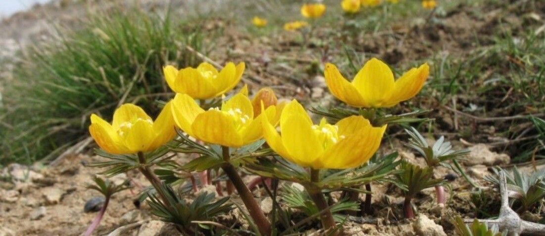Eranthis longistipitata