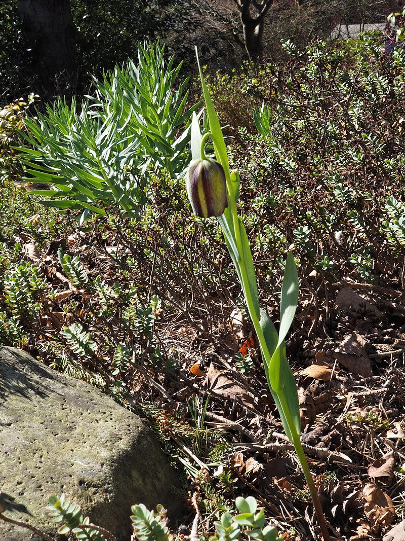 Fritillaria graeca habit