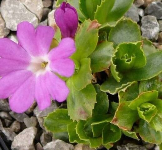 Primula × facchinii — houseplant care guide