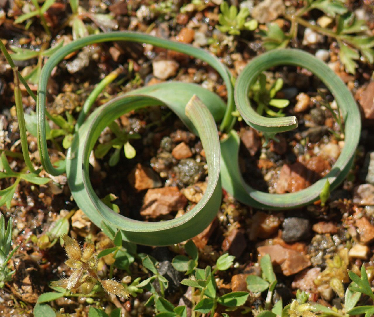 Bellevalia trifoliata leaf