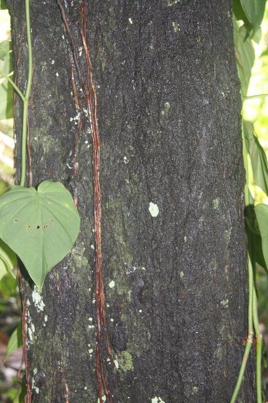 Sideroxylon sessiliflorum bark