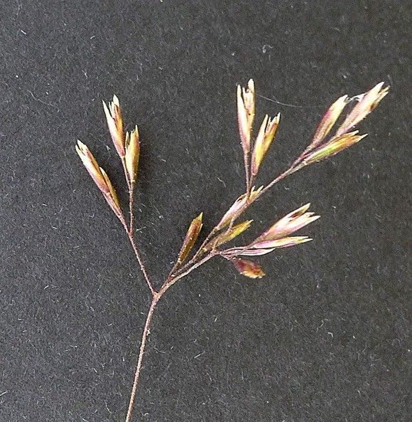 Deschampsia media other