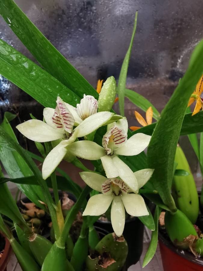 Prosthechea radiata flower