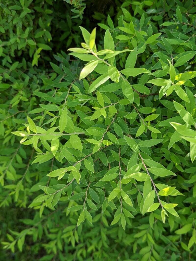 Spiraea × arguta leaf