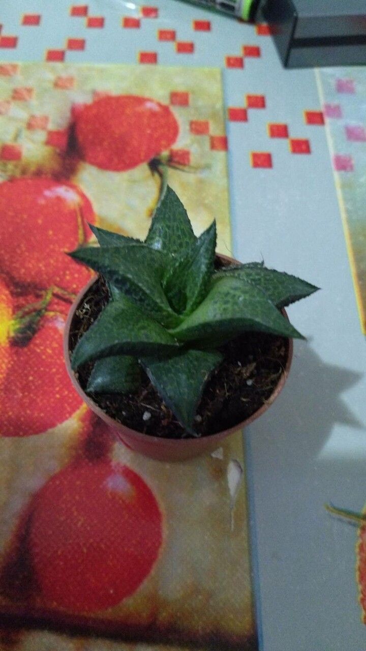 Haworthia venosa flower