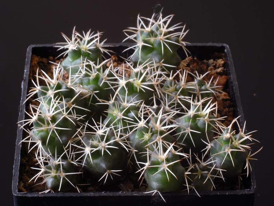 Coryphantha kracikii — search result for 'Coryphantha'