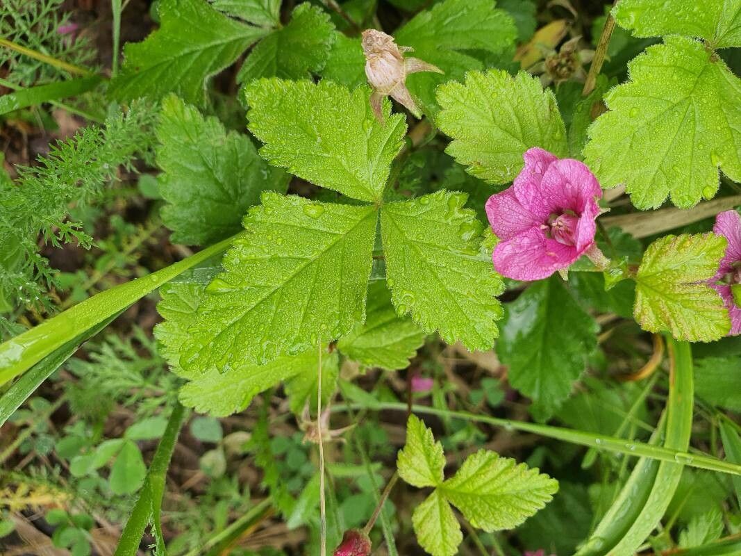 Rubus arcticus leaf