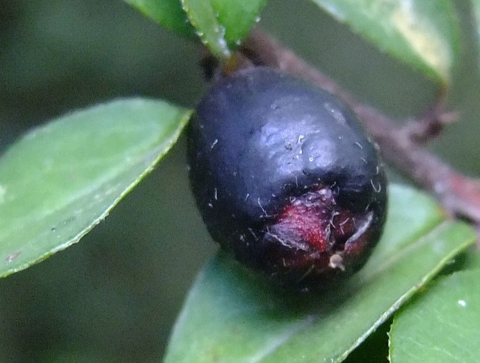Cotoneaster nitens fruit