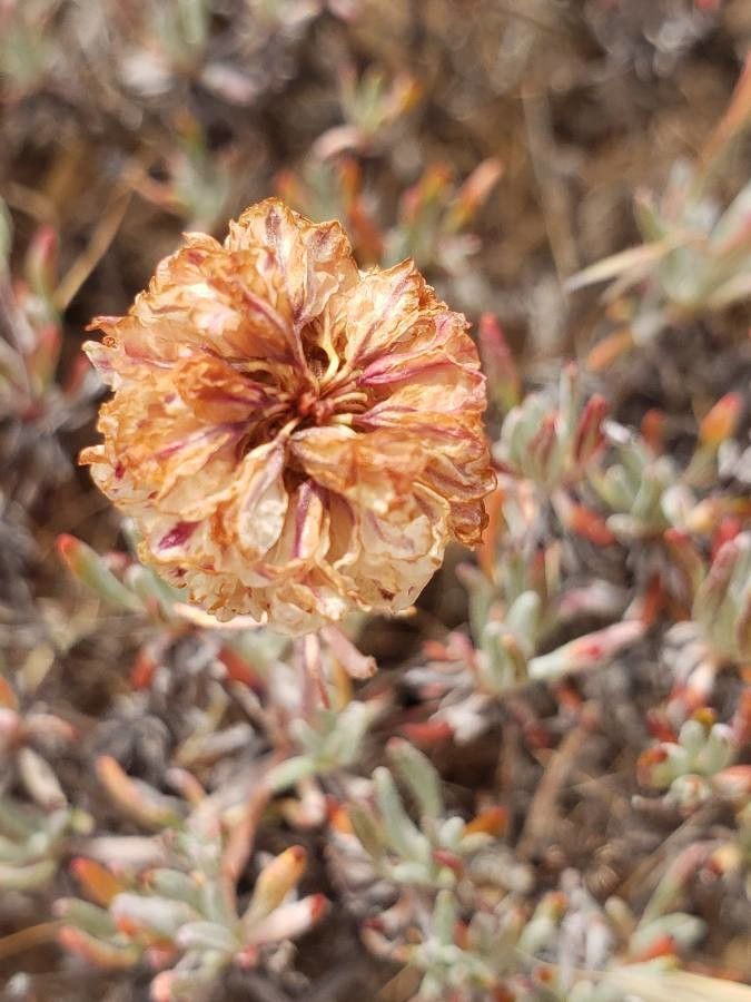 Eriogonum sphaerocephalum flower