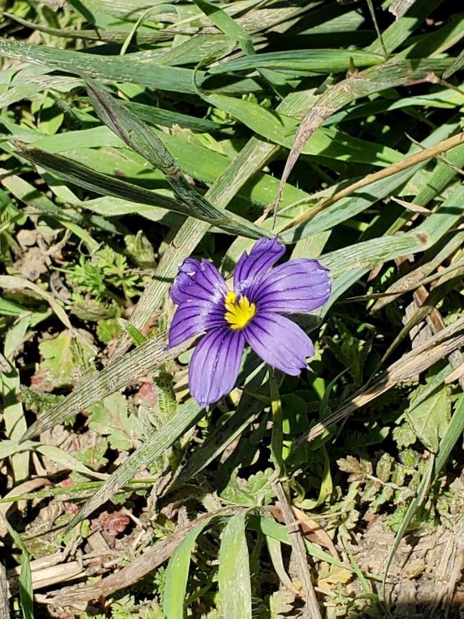 Sisyrinchium bellum flower