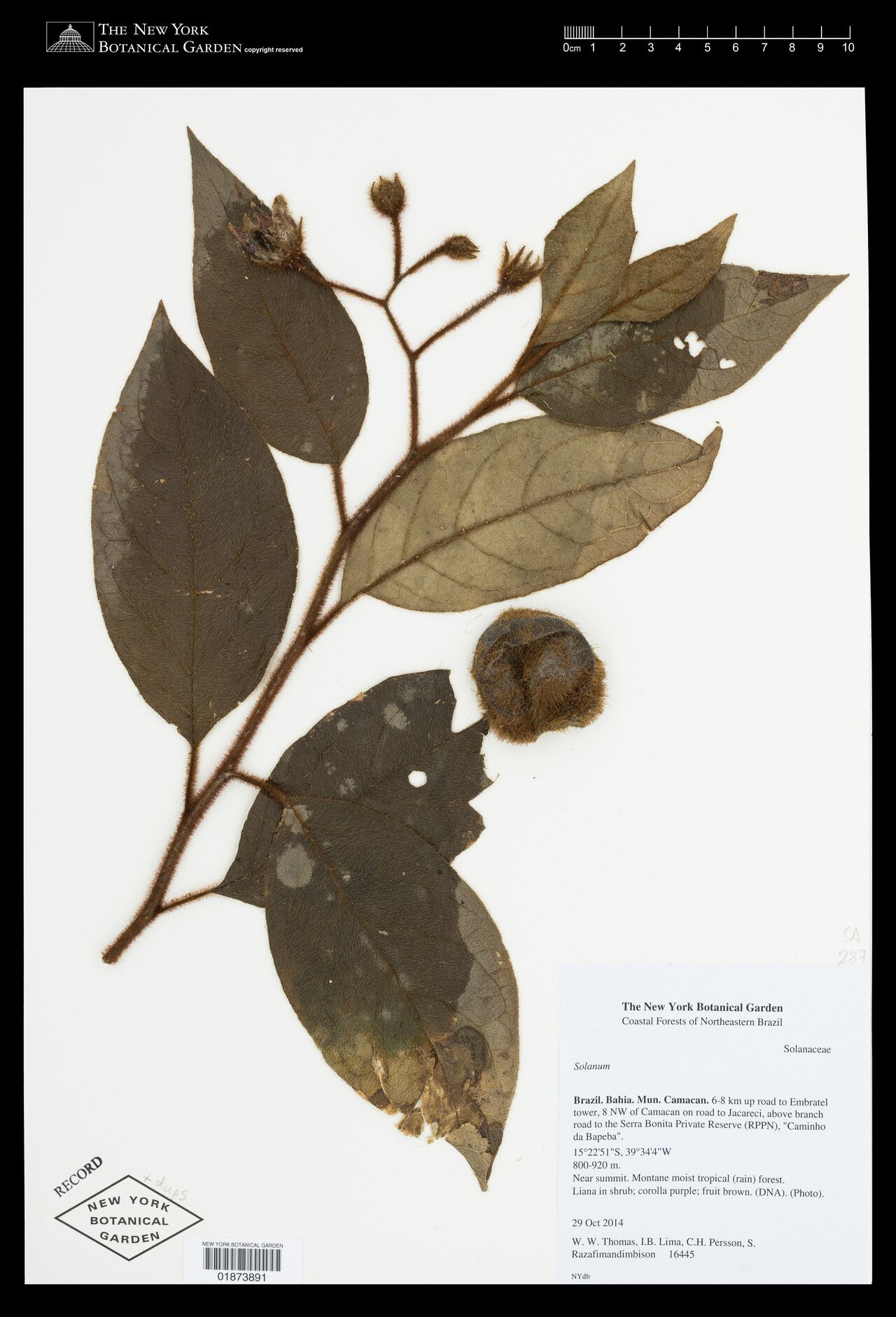 Solanum rupincola — houseplant care guide