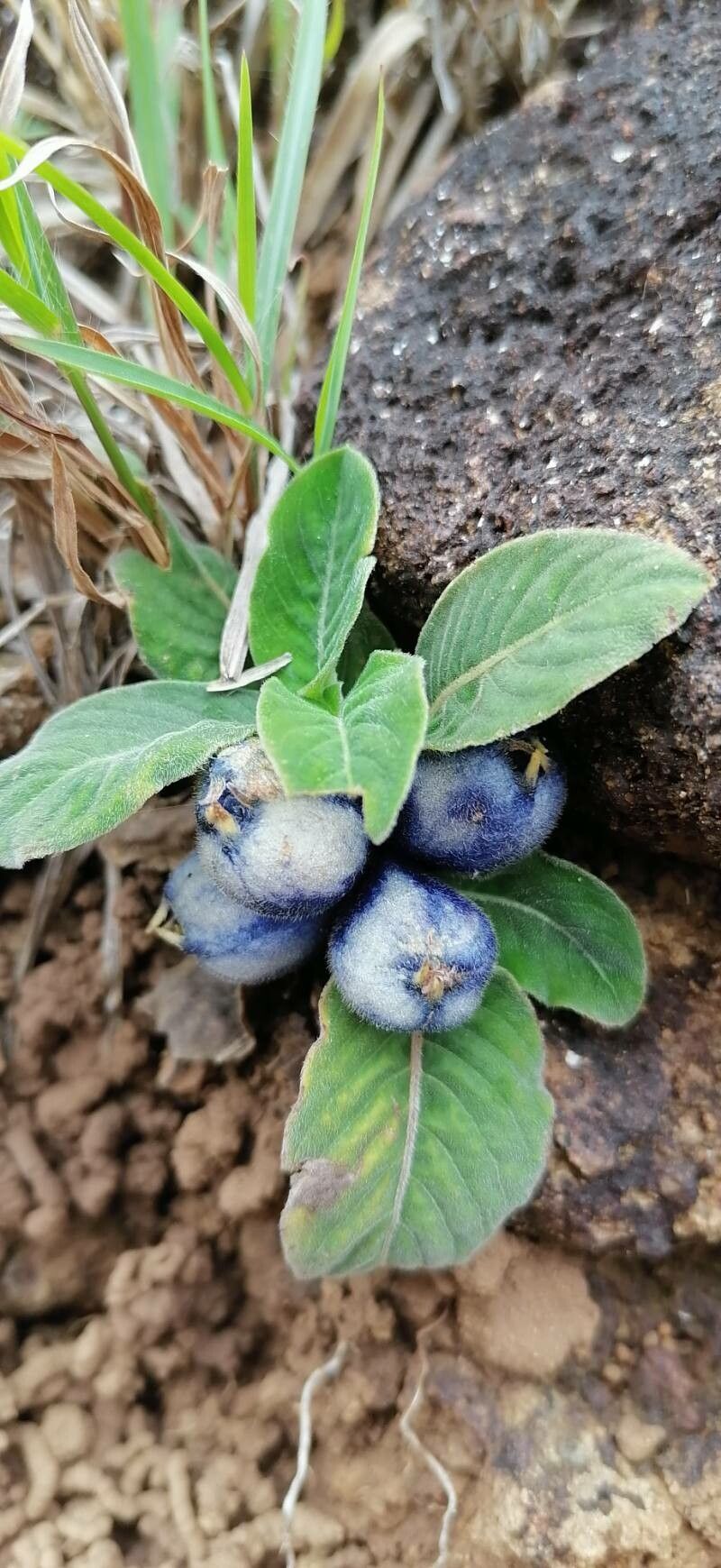 Coccocypselum hirsutum leaf