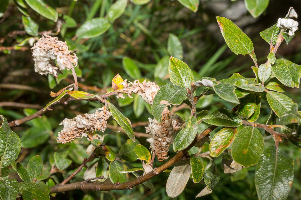Salix helvetica fruit