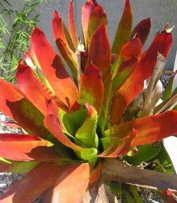 Aechmea ampla