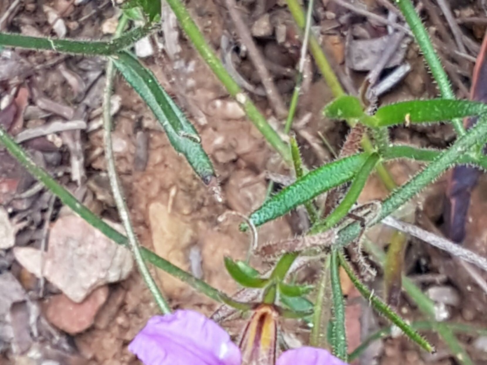 Scaevola ramosissima — search result for 'Scaevola'