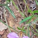 Scaevola ramosissima