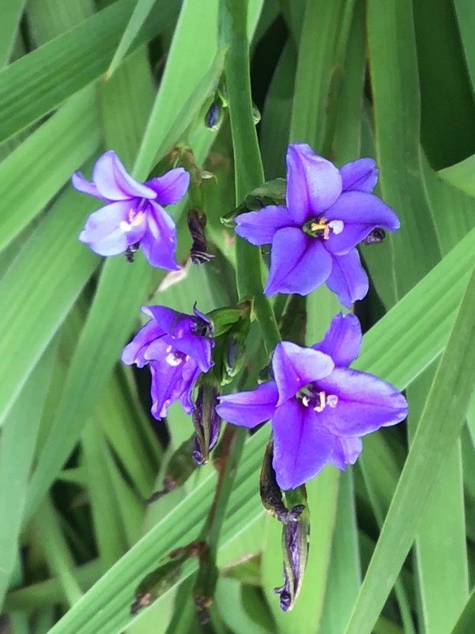 Aristea ensifolia flower