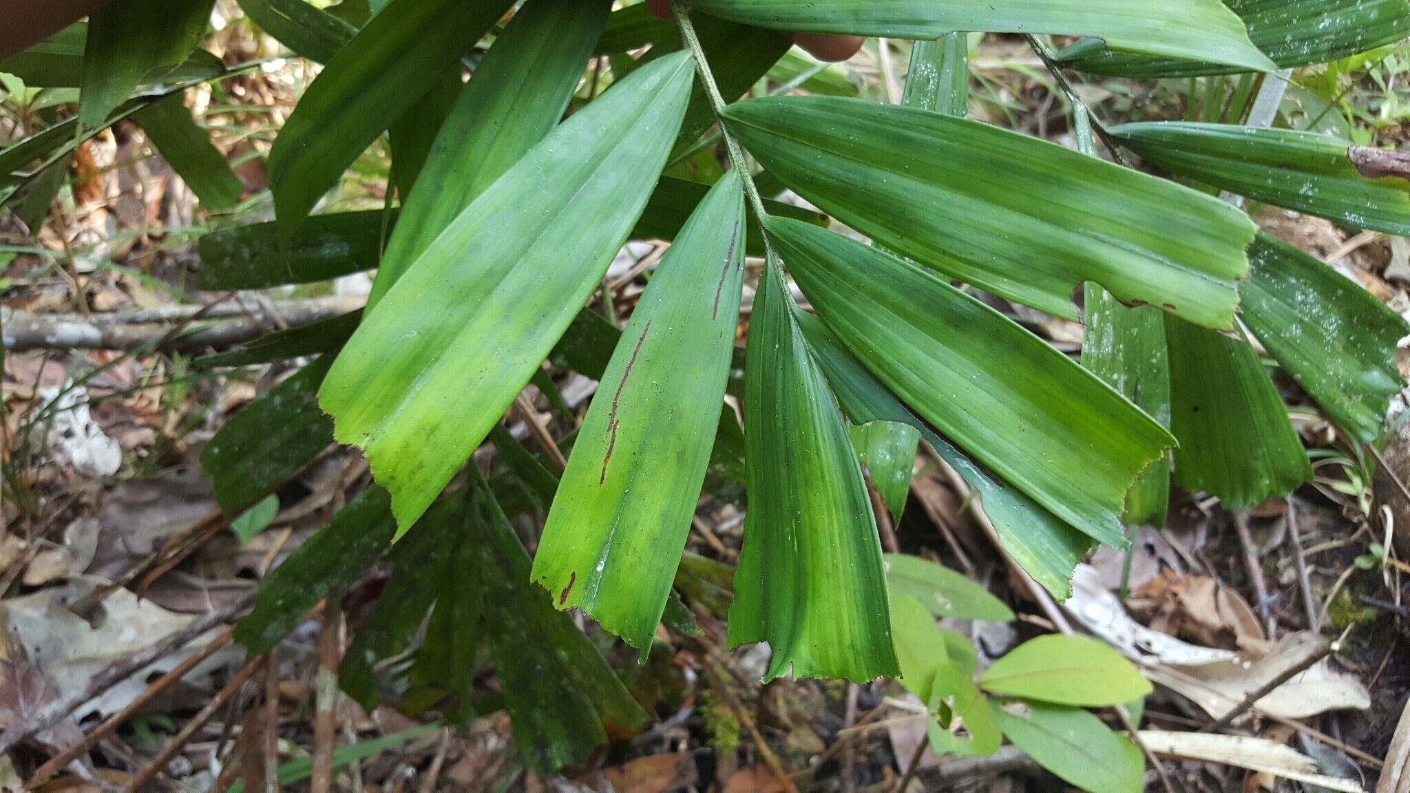 Dypsis gronophyllum — houseplant care guide