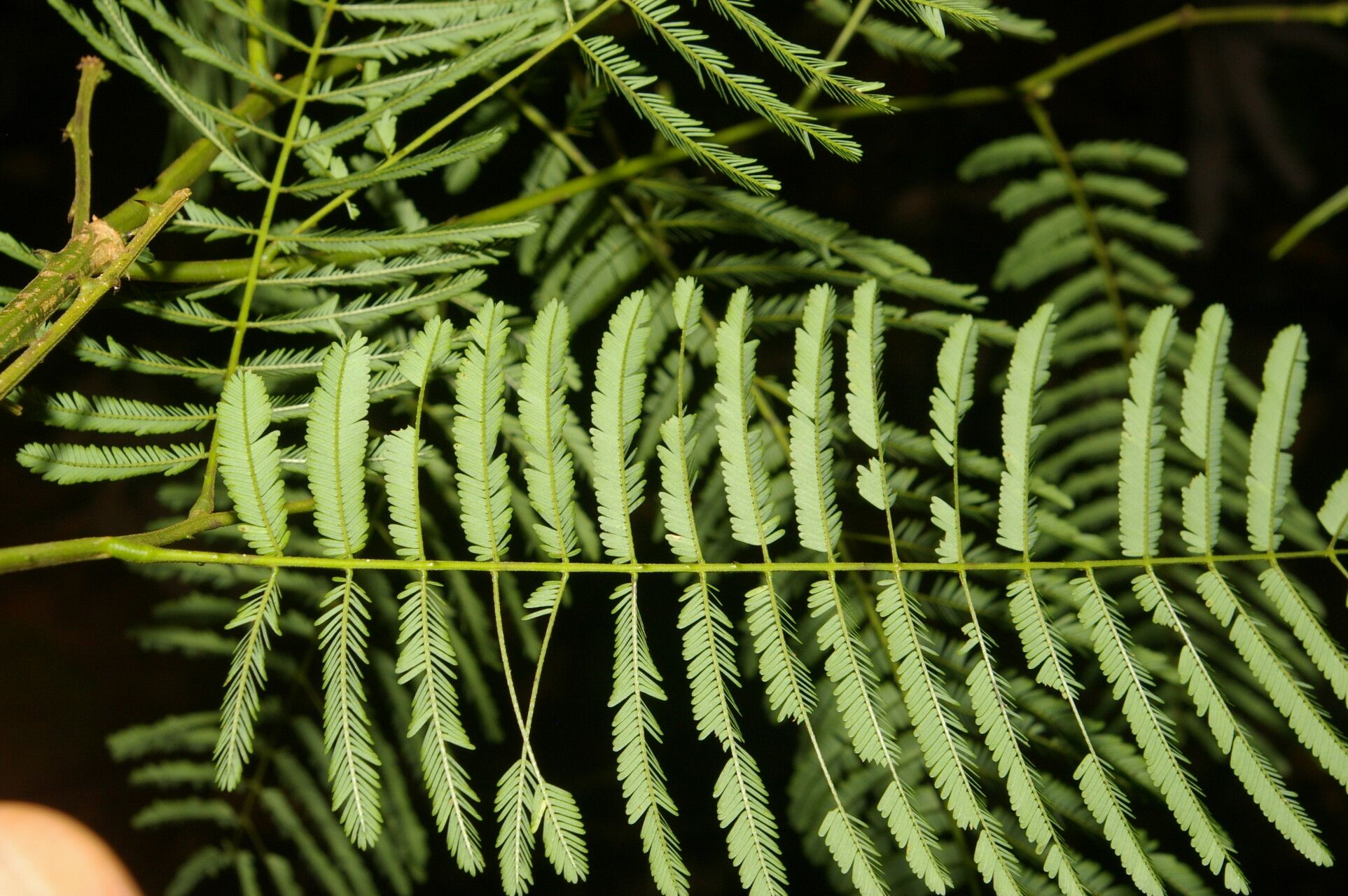 Senegalia multipinnata leaf
