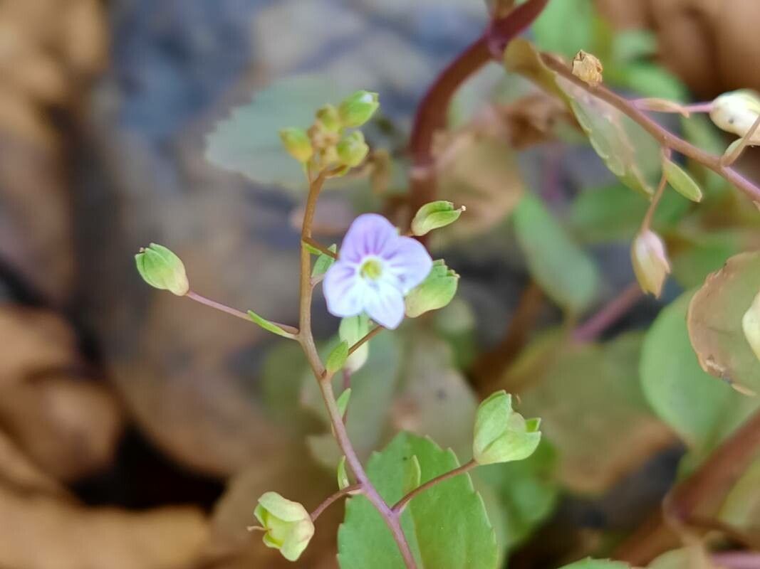Veronica scardica flower