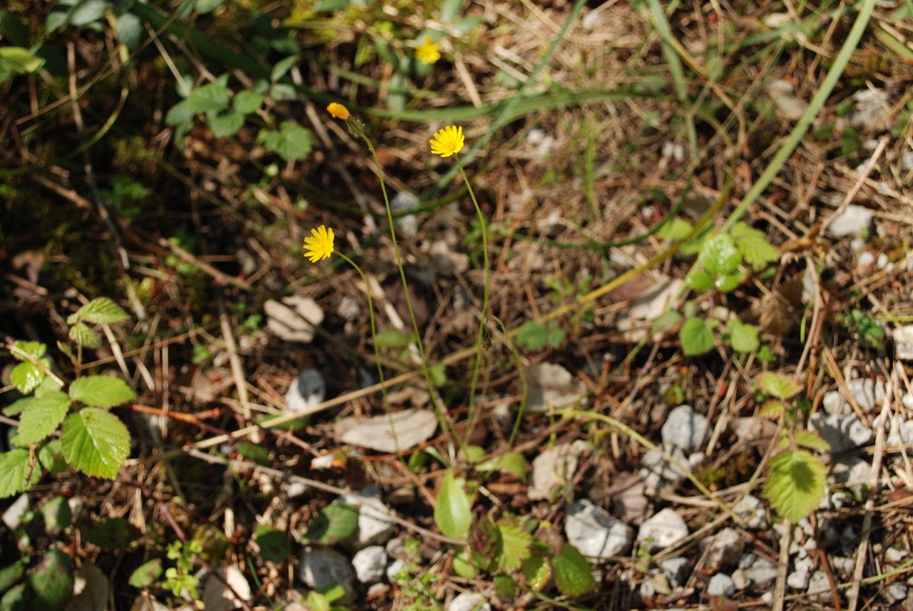 Krigia virginica habit