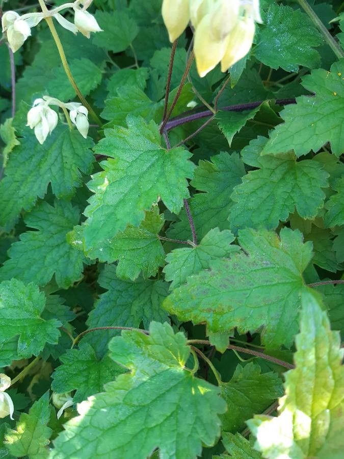 Clematis rehderiana leaf