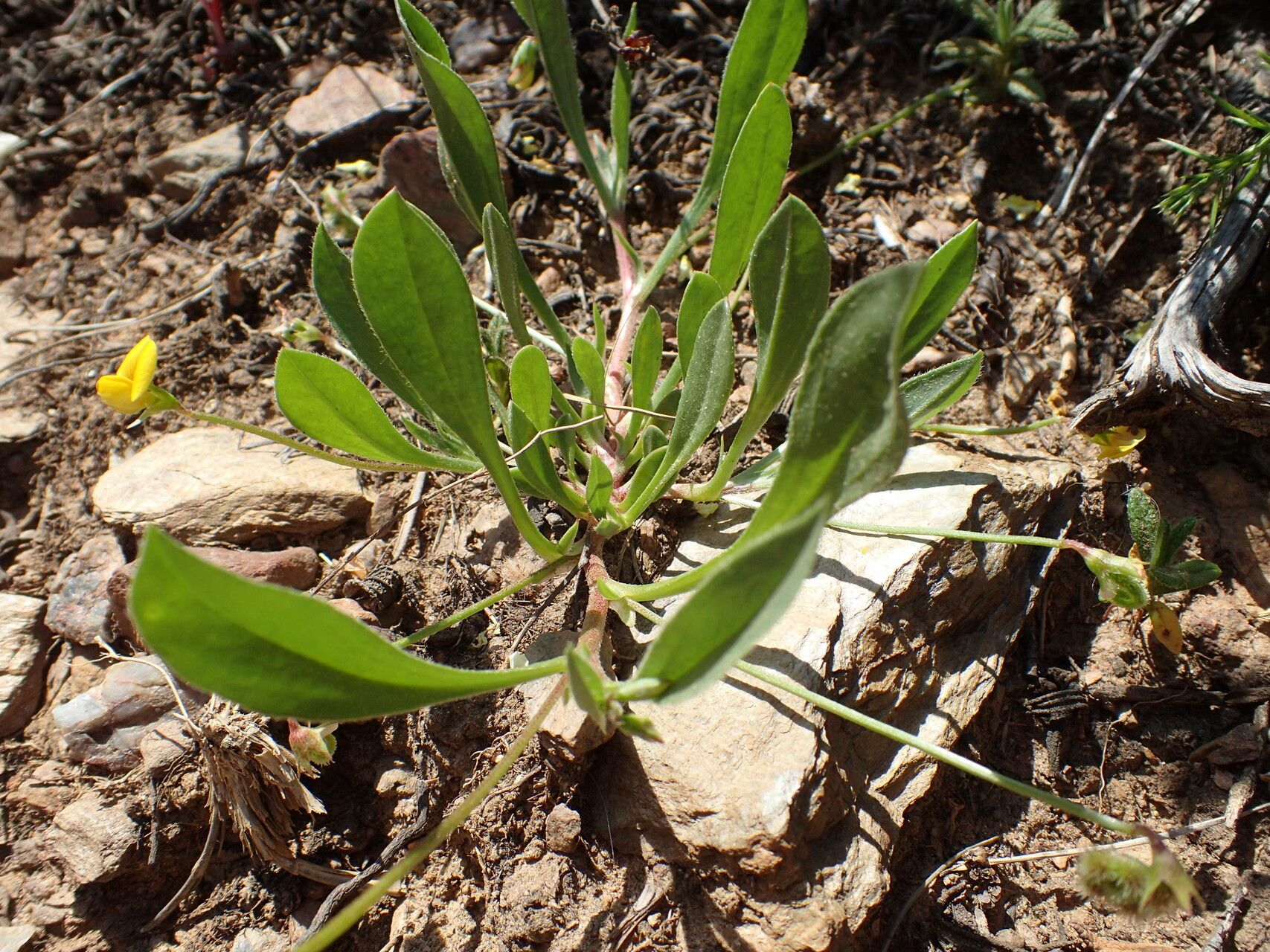 Scorpiurus subvillosus leaf