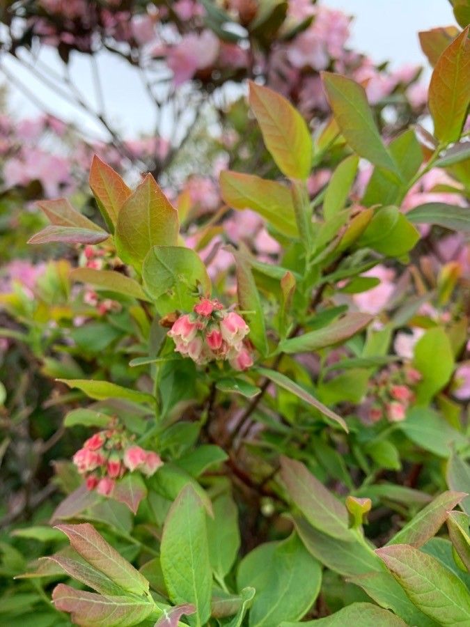 Vaccinium pallidum flower