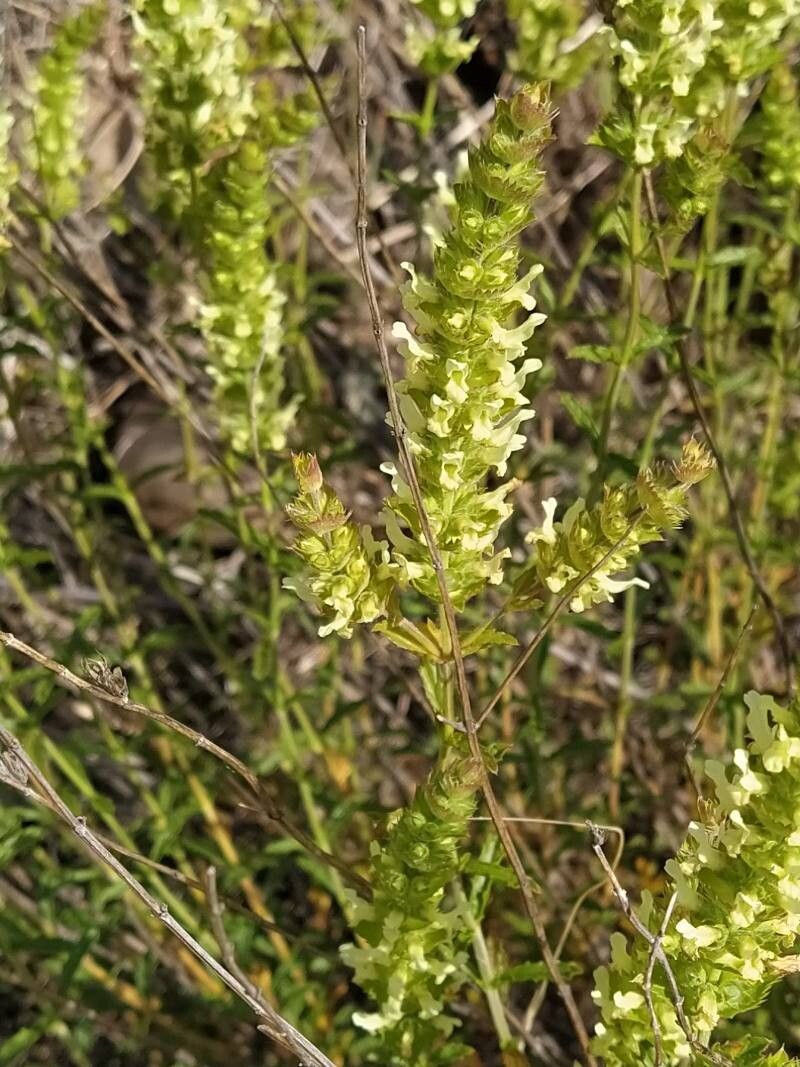 Sideritis pauli — houseplant care guide