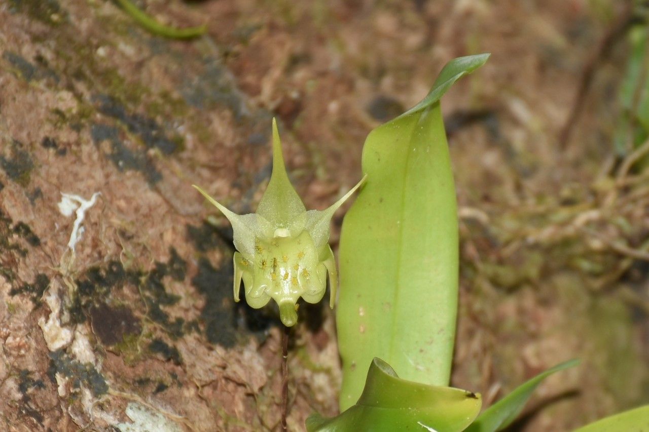 Aeranthes arachnites flower