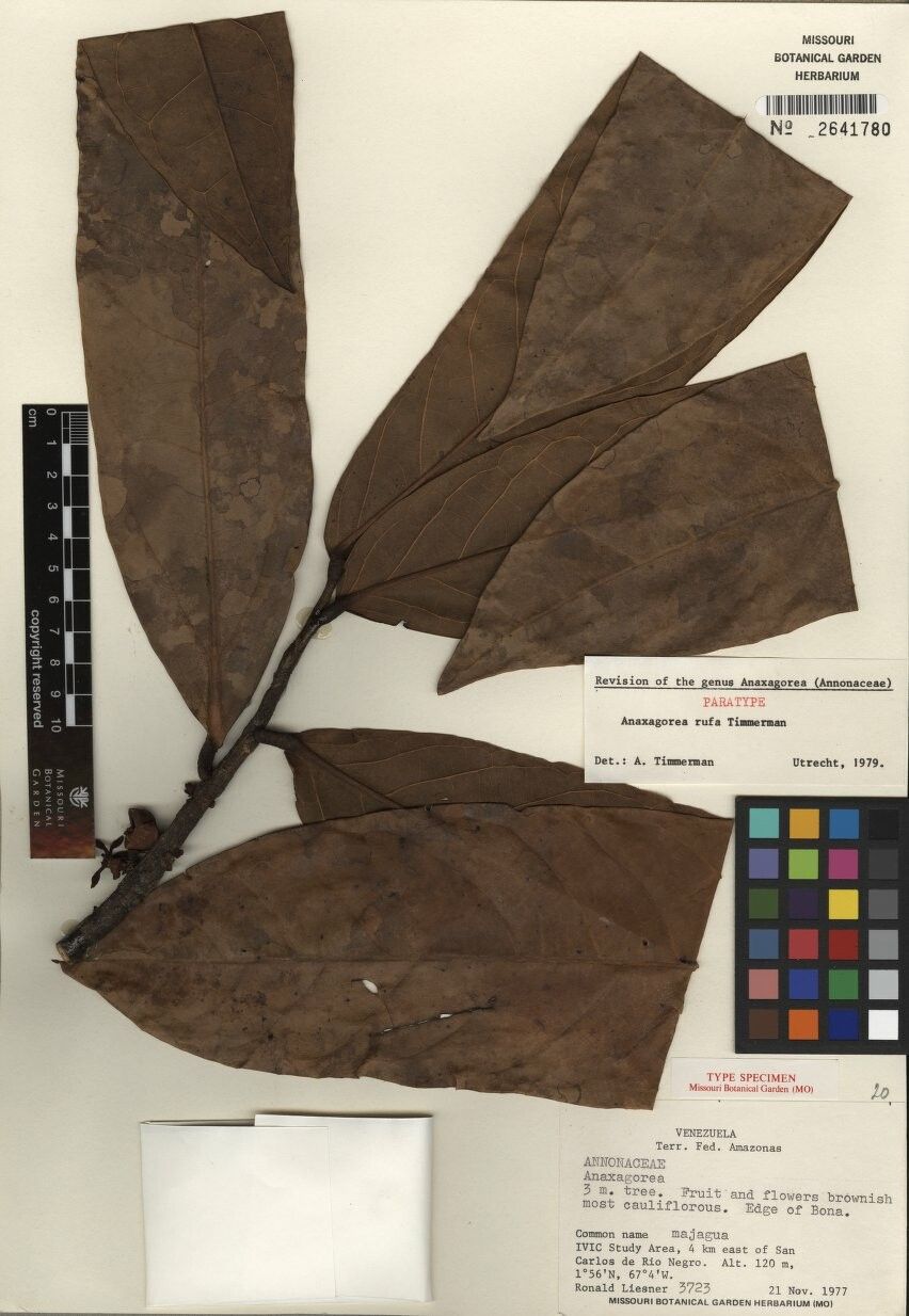 Anaxagorea rufa — search result for 'Anaxagorea'