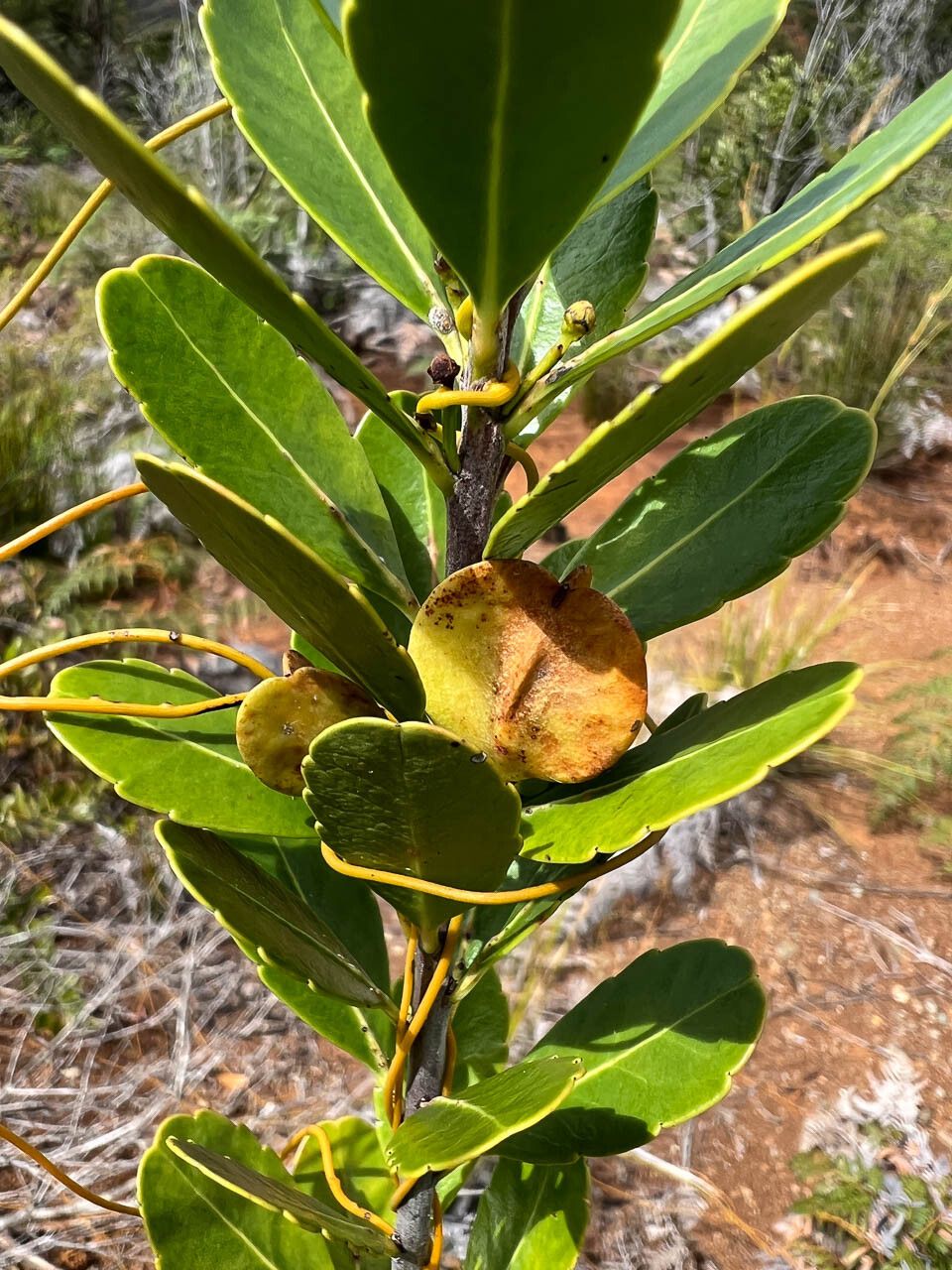 Peripterygia marginata fruit