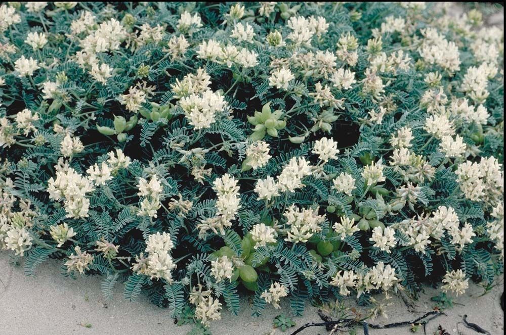 Astragalus miguelensis habit