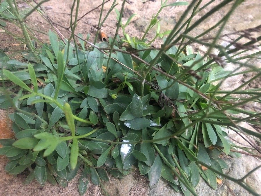 Limonium binervosum leaf