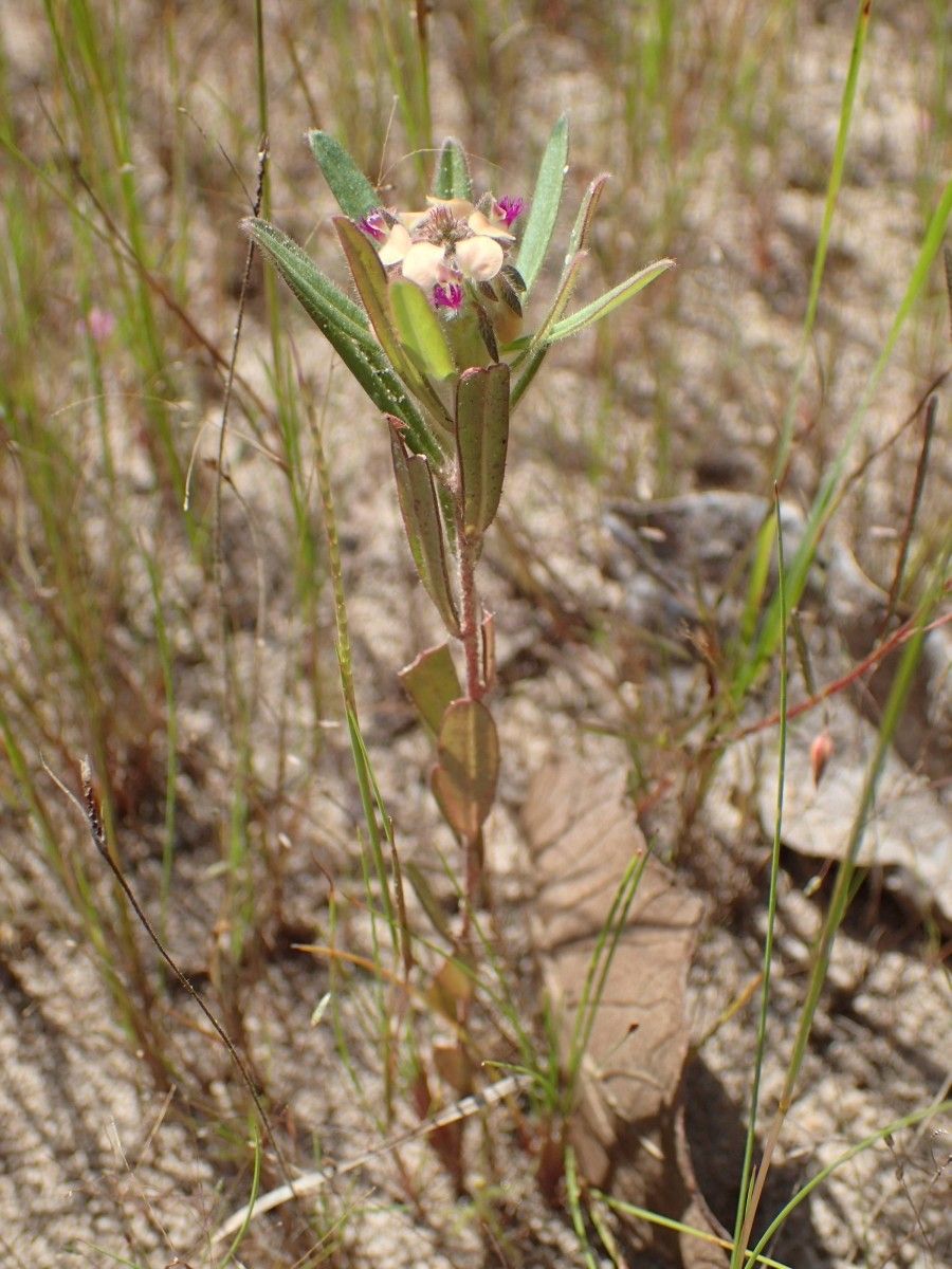 Polygala arenaria habit