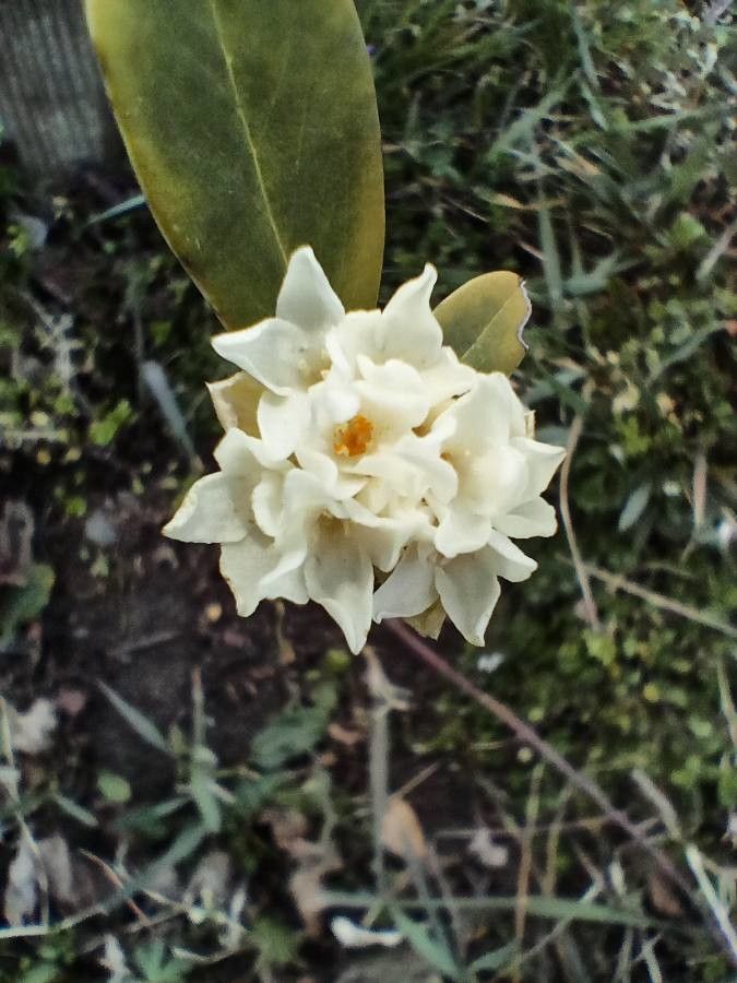 Daphne blagayana leaf