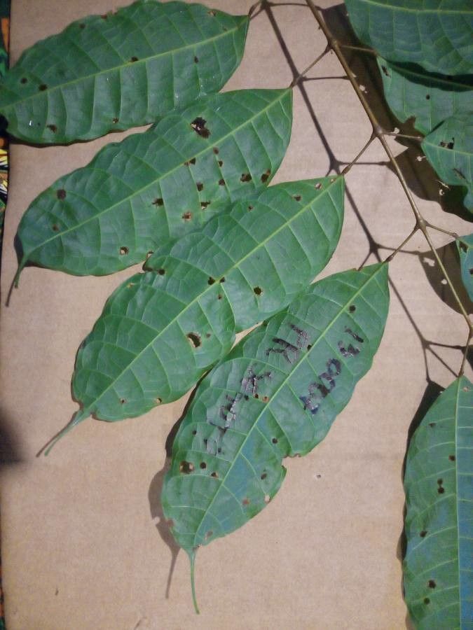 Protium sagotianum leaf